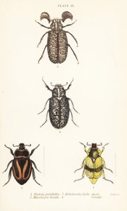 Szkarabeusz bogarak: Pelidnota pulchella subsp alkotó: English School