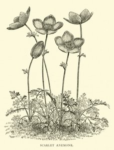 Scarlet Anemone alkotó: English School