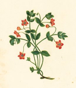 Scarlet Pimpernel, Anagallis Arvensis (színes litográfia) alkotó: English School