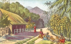 Jelenet egy kakaóültetvényben (színes litho) alkotó: English School