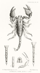 Scorpions from Somaliland, illusztráció a The Hope Reportsból, Vol. II, 1897-1900., szerkesztette: Edward B. Poulton, Oxford, 1901 alkotó: English School