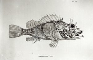 Scorpion Fish, 8. lemez a H.M.S. Beagle utazásának zoológiájából, 1832-36, Charles Darwin alkotó: English School