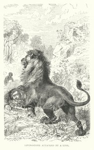 David Livingstone skót misszionáriust megtámadja egy oroszlán Afrikában (metszet) alkotó: English School