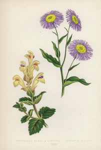 Scutellaria Alpina B Lupulina; Stenactis Speciosa (színes litográfia) alkotó: English School