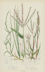 Tengeri Kemény Fű, Korai Knappia, Ikertüskés Zsinórfű, Soktüskés Zsinórfű, Kúszó Kutyafog (színes litográfia) alkotó: English School