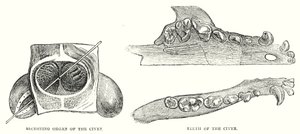 Civet szekréciós szerve, Civet fogai (metszet) alkotó: English School