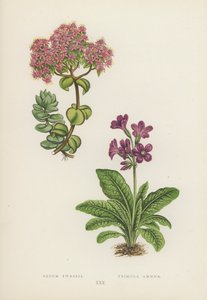 Sedum Ewersii; Primula Amoena (színes litó) alkotó: English School