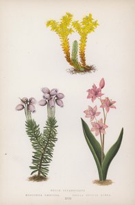 Sedum Sexangulare; Menziesia Scilla Bifolia Red (litho szín) alkotó: English School