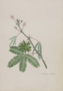 Érzékeny növény, illusztráció egy versalbumból, grafitrajzok és akvarellek, 1828 körül (wc papíron) alkotó: English School