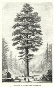 Sequoia (Wellingtonia) Gigantea (metszet) alkotó: English School