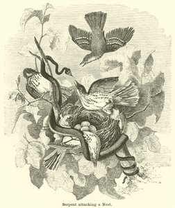 Fészekre támadó kígyó alkotó: English School