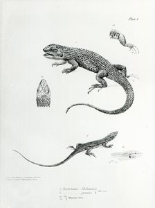 Zsindelyes leguán, illusztráció a H.M.S. Beagle útjának zoológiájából, 1832-36, Charles Darwin alkotó: English School