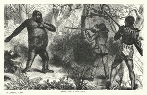 Gorilla lövés (metszet) alkotó: English School