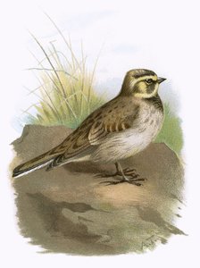 Shore Lark