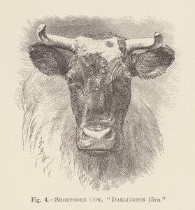 Shorthorn tehén, "Darlington 15." (metszet) alkotó: English School