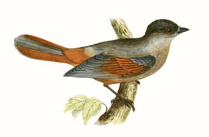 Szibériai szajkó, illusztráció Charles Robert Bree (1811-86) „Európa madarainak története, amelyeket nem figyeltek meg a Brit-szigeteken” című művéből, 1867.