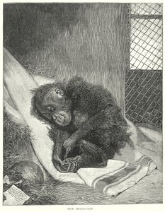 Beteg orangután (metszet) alkotó: English School