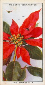 Jelző színek, csábító, növények, A mikulásvirág (színes litográfia) alkotó: English School
