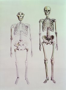 Az Australopithecus Boisei és a Homo Sapiens csontvázai alkotó: English School