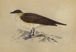 Skua (színes litográfia) alkotó: English School