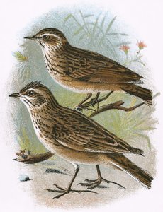 Sky-Lark (alul) és Wood-Lark (fent)