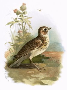 Pacsirta