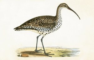 Slender Billed Curlew, illusztráció Charles Robert Bree (1811-86) „A History of the Birds of the Birds of Europe Not Observed in the British Isles” című művéből, 1867.