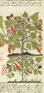 Sloane 4013 f.7 Det. Paprikanövény az „Indiai növények leírásaiból” alkotó: English School