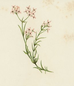 Kis erdeivirág, Asperula Cynanchica (színes litho) alkotó: English School