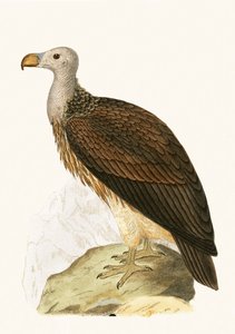 Társas keselyű, illusztrációja Charles Robert Bree (1811-86) „Európa madarainak története, amelyeket nem figyeltek meg a Brit-szigeteken” című művéből, 1867. alkotó: English School
