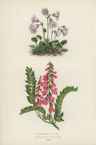 Soldanella Alpina; Hedysarum Obscurum (színes lithó) alkotó: English School