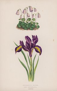 Soldanella Minima; Iris Reticulata (színes litho) alkotó: English School