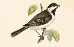 Sombre Tit, illusztráció Charles Robert Bree (1811-86) „A British-szigeteken nem megfigyelt európai madarak története” című művéből, 1867-ben. alkotó: English School