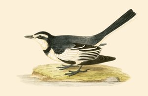 Sombre Wagtail, illusztrációja Charles Robert Bree (1811-86) „A Brit-szigeteken nem megfigyelt európai madarak története” című művéből, 1867-ben megjelent alkotó: English School