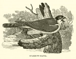 Sparrow-Hawk (metszet) alkotó: English School