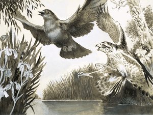 Galambot támadó karvaly alkotó: English School