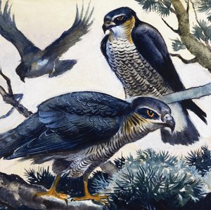 Sparrowhaws alkotó: English School