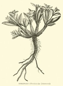 Spikenard, Nardostachys Jatamansi alkotó: English School