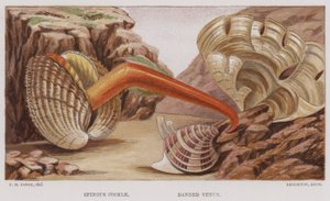 Spinous Cockle, Banded Venus (színes litográfia) alkotó: English School