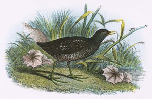 Foltos Crake alkotó: English School