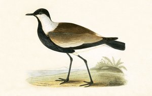 Spur Winged Plover, illusztrációja Charles Robert Bree (1811-86) „A British-szigeteken nem megfigyelt európai madarak története” című művéből, 1867-ben megjelent alkotó: English School