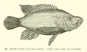 Szentpéteri hal (Chromis Simonis), a Galileai-tóból alkotó: English School
