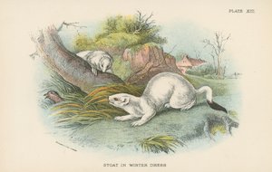 Stoat téli ruhában alkotó: English School