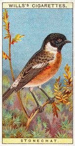 Stonechat alkotó: English School