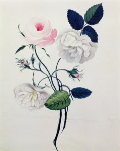 Tanulmány a fehér és rózsaszín rózsákról, 1820 körül (akvarell papíron) alkotó: English School