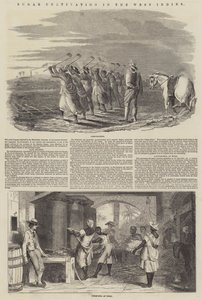 Cukortermesztés a Nyugat-Indiában (metszet) alkotó: English School