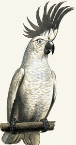 Kéngalléros kakadu alkotó: English School