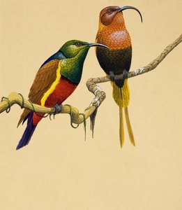 Sun Birds (gouache, papír) alkotó: English School