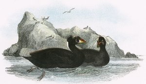 Surf Scoter alkotó: English School