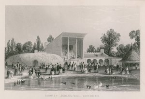 Surrey Állatkert alkotó: English School